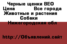 Черные щенки ВЕО › Цена ­ 5 000 - Все города Животные и растения » Собаки   . Нижегородская обл.